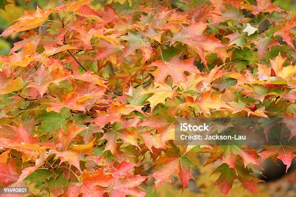 Великолепная Осень — стоковые фотографии и другие картинки Без людей - Без людей, Ботаника, Вариация