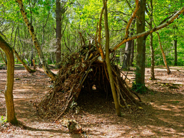 A den in Sherwood Forest In a clearing in Sherwood Forest is a childs den, made of branches, twigs and fallen leaves. animal den photos stock pictures, royalty-free photos & images