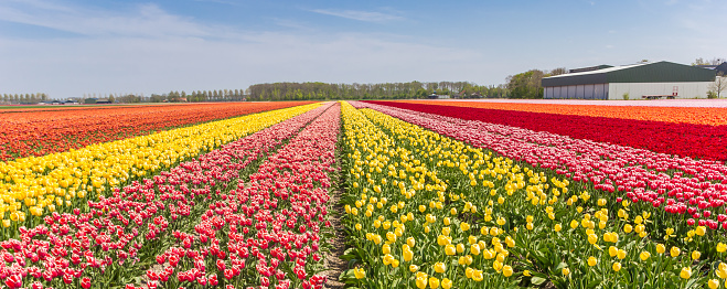 Panorama of a colorful tulips field in Flevoland, The Netherlands