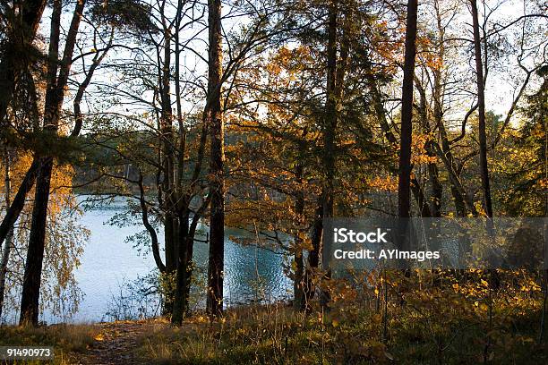 Morning In The Woods Stock Photo - Download Image Now - Autumn, Backgrounds, Beauty In Nature