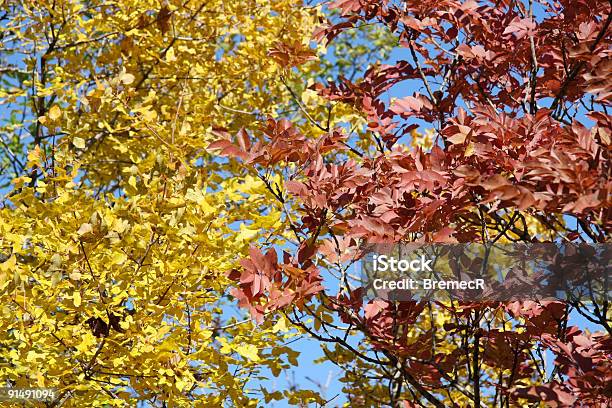 I Colori - Fotografie stock e altre immagini di Albero - Albero, Ambientazione esterna, Arancione