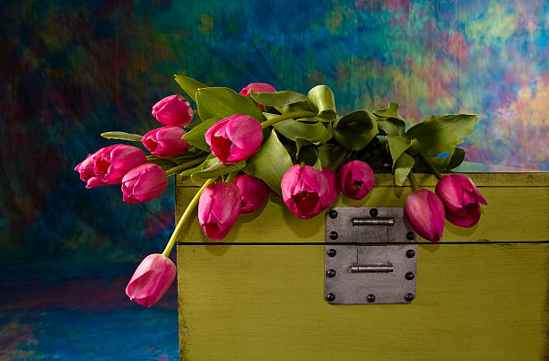 Boxed Tulips  Faceplate stock pictures, royalty-free photos & images