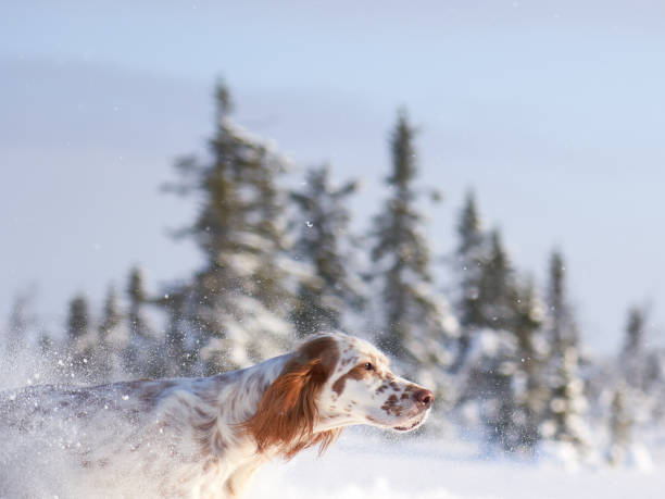 istock English Setter running in deep snow, Oppland County Norway 914912548