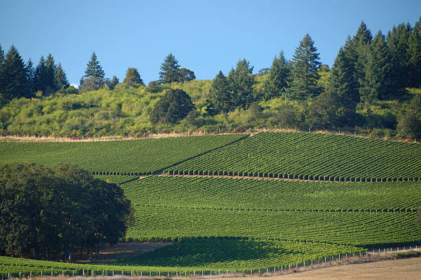 istock Vineyards in Willamette Valley, Oregon 91491266
