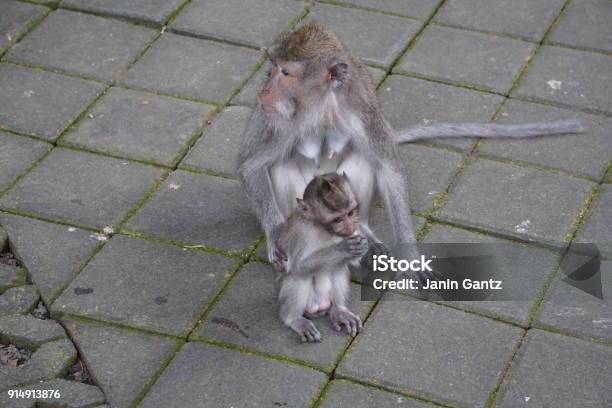 Monkey Sitting On The Ground With Baby Stock Photo - Download Image Now - Animal, Animal Wildlife, Asia