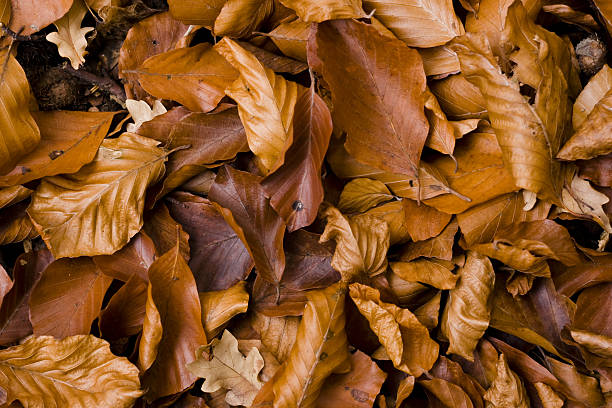 autumn leaves stock photo