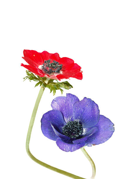 istock Poppy Anemones (Anemone Coronari) 91491511