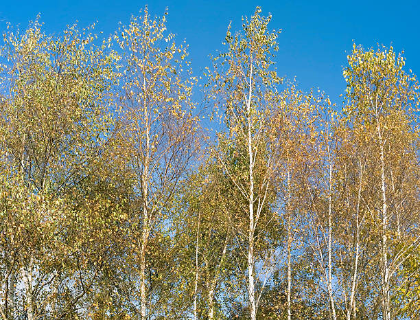 silver birches birch gold group reviews with reviews stock pictures, royalty-free photos & images