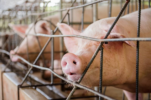 prosiąt w hodowlach trzody chlewnej - farmer pig domestic pig farm zdjęcia i obrazy z banku zdjęć