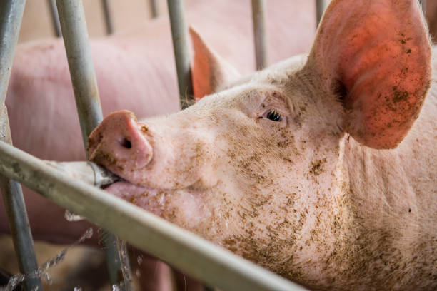 istock piglet in pig farms 914916944