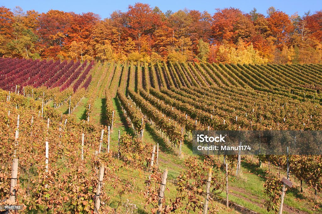 Otoño los viñedos de Alemania - Foto de stock de Fondos libre de derechos