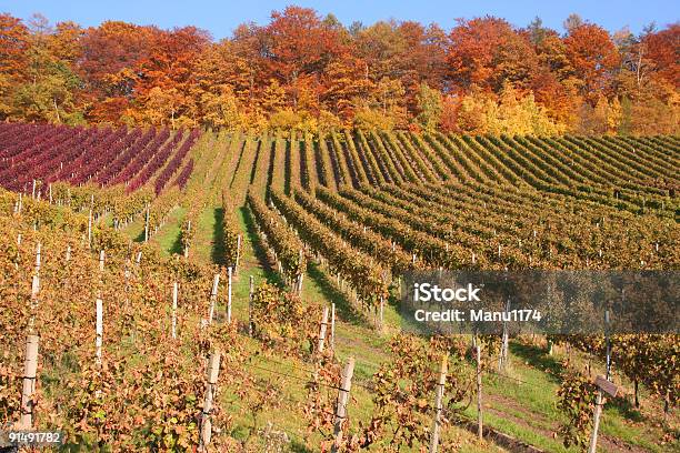 Otoño Los Viñedos De Alemania Foto de stock y más banco de imágenes de Fondos - Fondos, Vino tinto, Viña