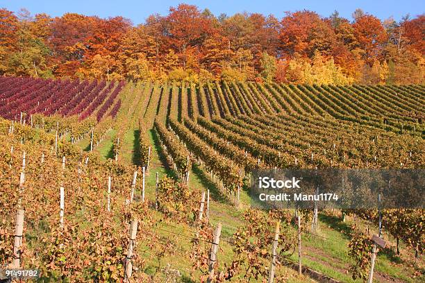 Outono Vinhas Na Alemanha - Fotografias de stock e mais imagens de Plano de Fundo - Plano de Fundo, Vinha, Vinho Tinto