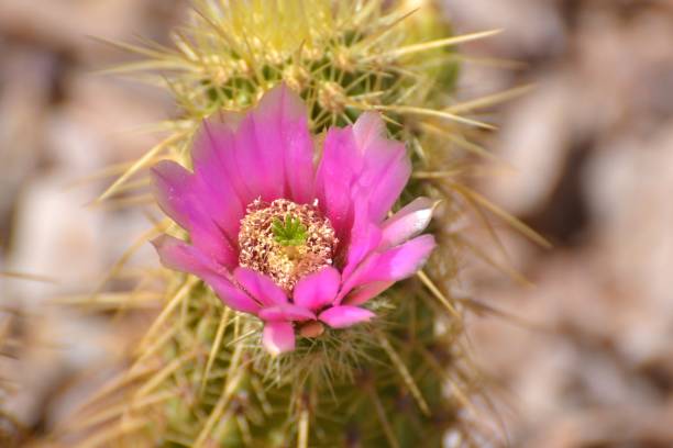 istock Vivid Magenta Cactus Flower 914918282