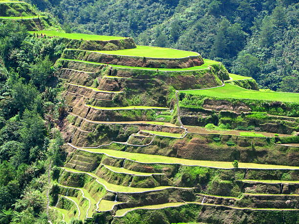 Aerial view of lush green banaue rice terraces in Asia stock photo