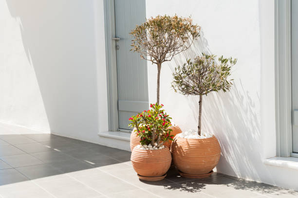 istock Decorative trees in the clay pots near the house 914920802