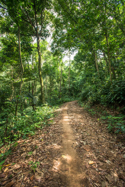 istock raw mud road to the forest and both side full of tree 914922438