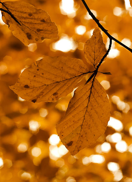 autumn leaves stock photo