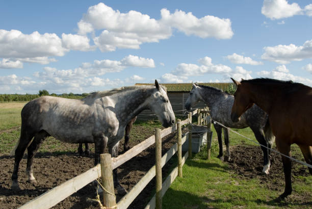 istock horses standing next to fence 91492401