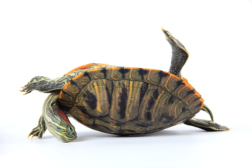 Tortoise upside down