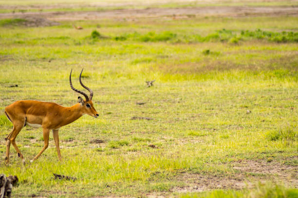 istock Impala isolate in the savannah plain of Amboseli Park in Kenya 914926406