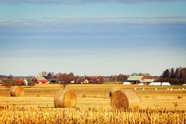 Agriculture-field  ostergotland stock pictures, royalty-free photos & images