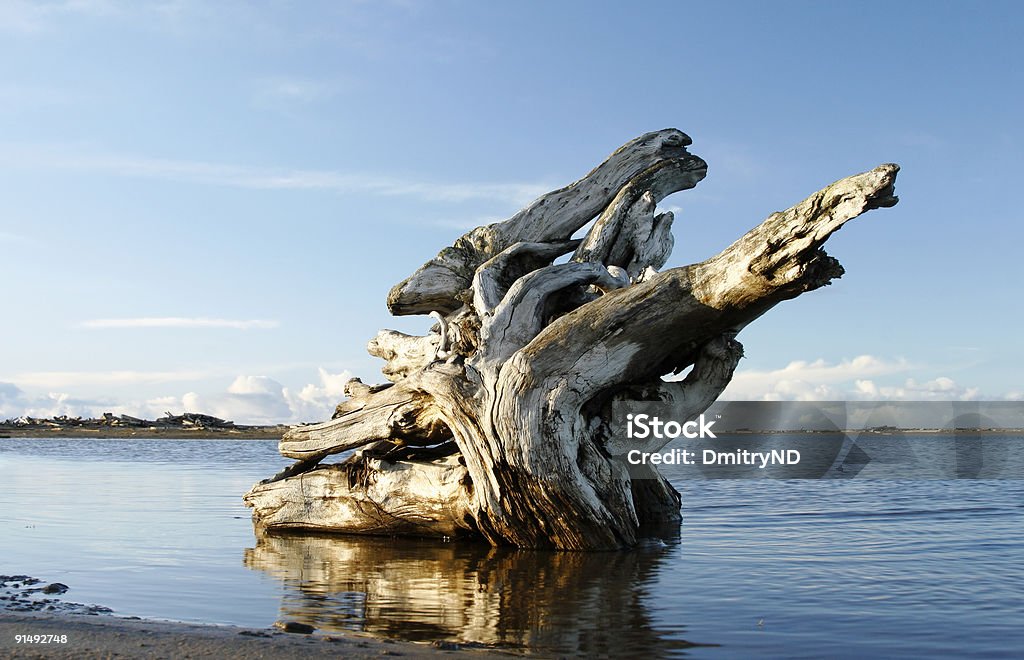 Racine dans l'eau. - Photo de Blanc libre de droits