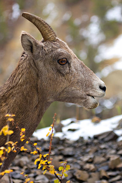 Big Horn Sheep stock photo