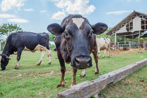ganadería lechera - animal husbandry industry dairy farm fotografías e imágenes de stock