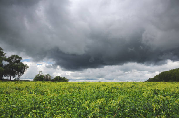 istock Cloudy summer landscape.Blooming rapeseed (canola) field.Dark stormy clouds in dramatic overcast sky. 914940396