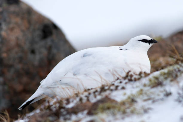 istock Scottish Ptarmigan (Lagopus muta millaisi) on Cairngorm Mountain 914941020