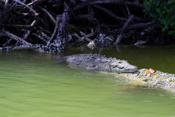 istock Small crocodile in Mexican jungle 914941032