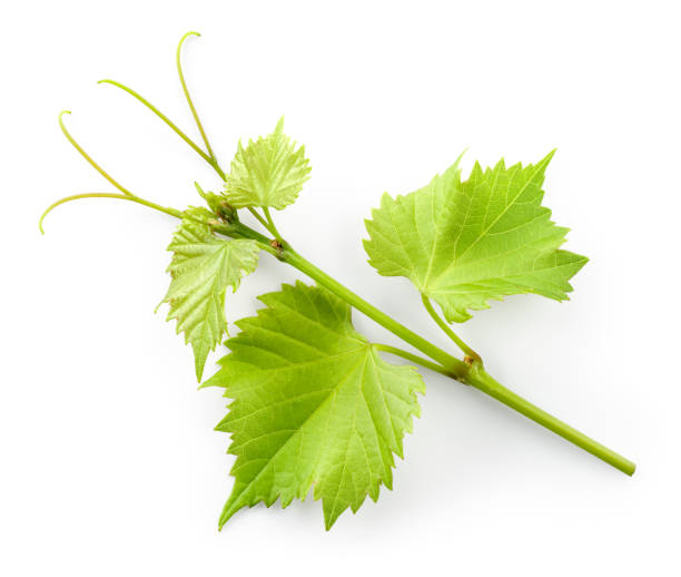 grape leaves on branch with tendrils isolated on white background. - dolmades imagens e fotografias de stock