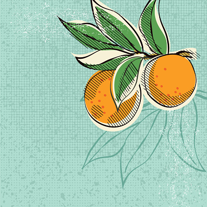 1950s and 60s style oranges poster. Hand drawn in sketchy cartoon style with lots of texture.