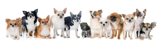 istock group of chihuahua 914952830