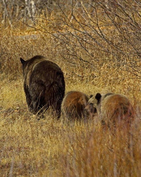 istock Grizzly Sow and Cubs 914953856