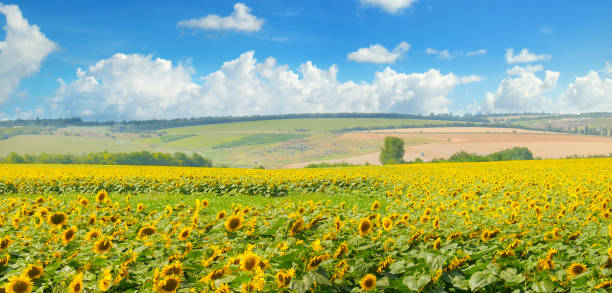 istock Field with blooming sunflowers and cloudy sky. 914957492
