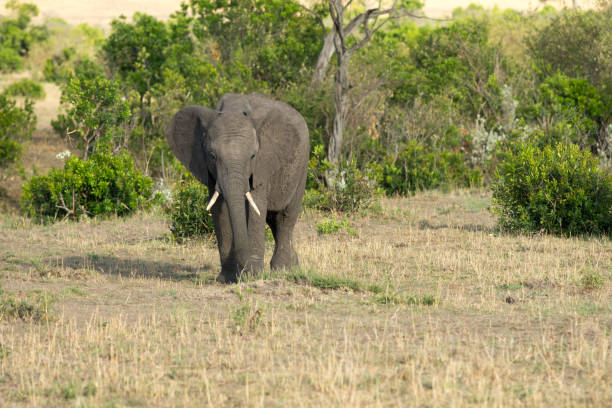 istock African elephant in Masai Mara 914960058