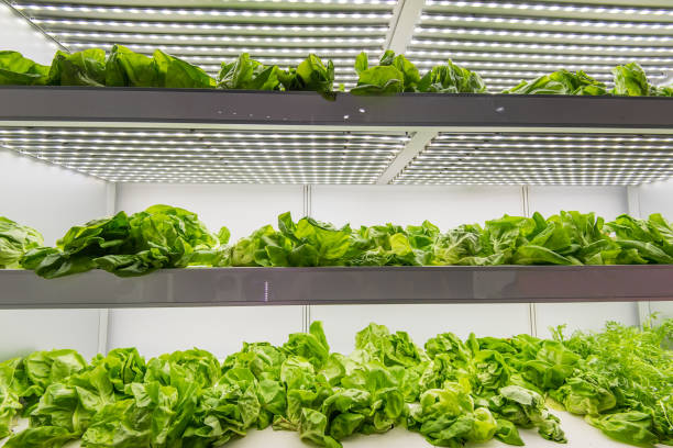 roślina z warzywami szklarniowymi z technologią led light indoor farm - growth lettuce hydroponics nature zdjęcia i obrazy z banku zdjęć