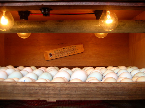 Hatching egg with homemade incubator