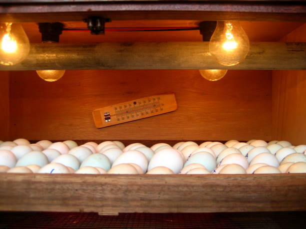 Hatching egg in incubator stock photo