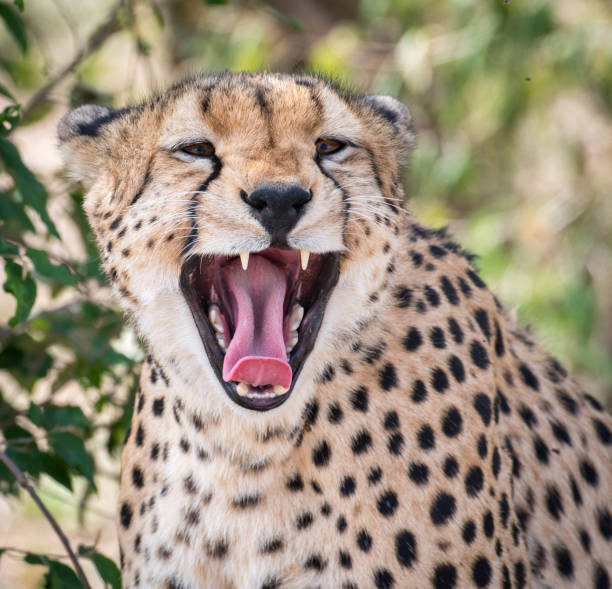 istock Cheetah in Masai Mara 914961802