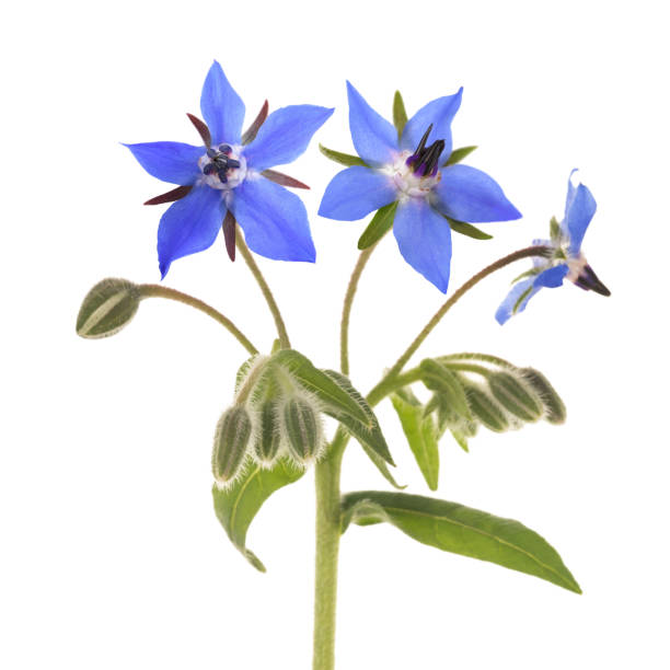 borraja (borago officinalis) - borage fotografías e imágenes de stock