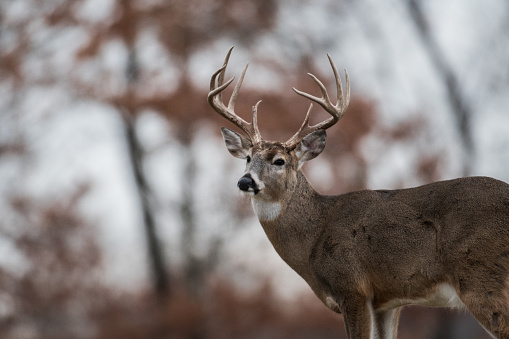 White-tailed deer buck in the woods near Jefferson Barracks National Cemetery, St. Louis
