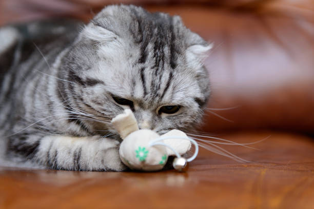 istock gray cat playing with cat toys 914965342