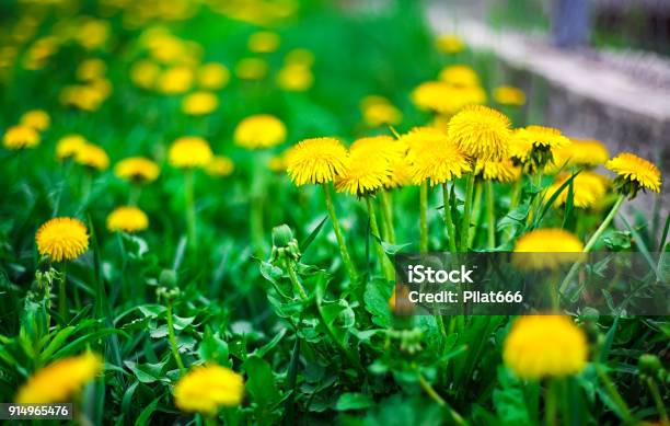 Yellow Dandelion Flower Stock Photo - Download Image Now - Dandelion, Lawn, Yellow