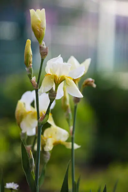 Flowering white bearded iris in a garden. white-irises