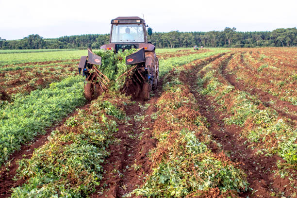 Harvesting peanuts Sao Paulo, Brazil, February 19, 2013. Harvesting Peanuts in a farm in Brazil peanut crop stock pictures, royalty-free photos & images