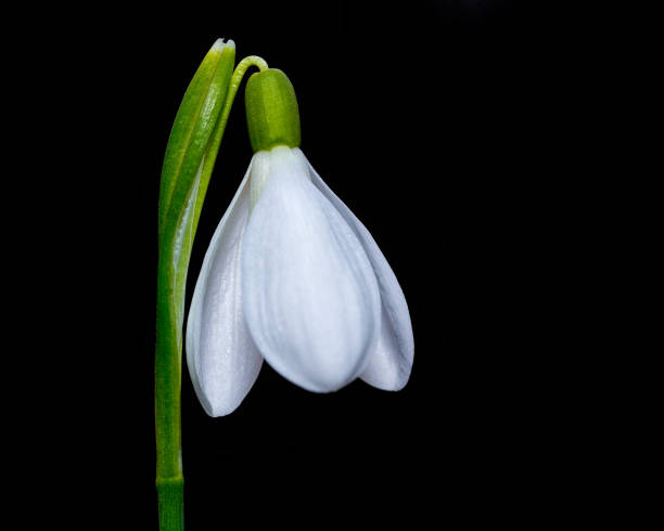 istock Spring snowdrop flowers blooming in sunny day. 914966930