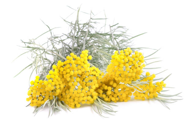 istock Yellow helichrysum flowers 914968920